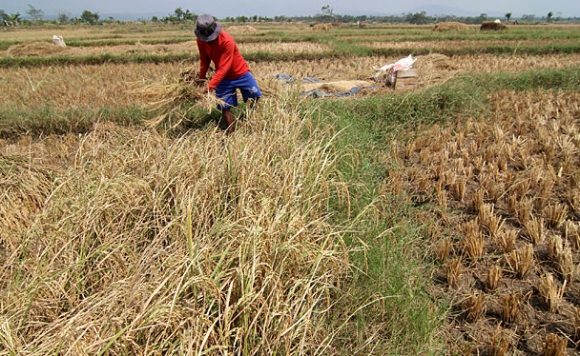 Hujan Tak Kunjung Turun, Petani Lamteng Merana