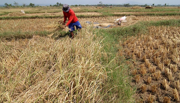 Hujan Tak Kunjung Turun, Petani Lamteng Merana