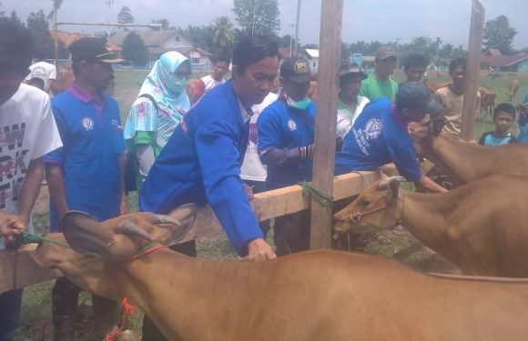 Cegah Jembrana, Paveti Beri Suntikan Antibiotik untuk Seribu Ekor Sapi
