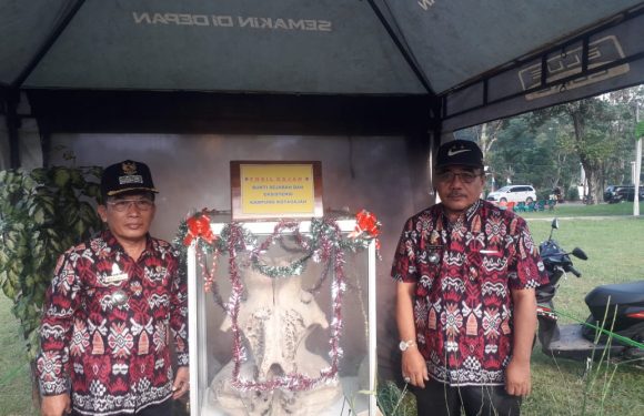 Hut Lamteng, Kakam Kotagajah Tunjukan Fosil Gajah Usia 52 Tahun