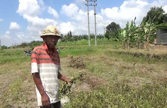 Petani di Rama Dewa Keluhkan Gagal Panen
