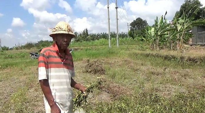 Petani di Rama Dewa Keluhkan Gagal Panen
