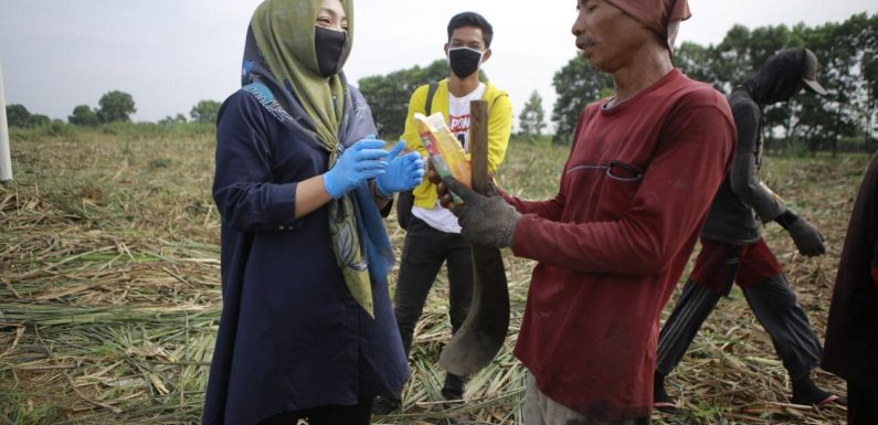 Era New Normal, Nessy Mustafa Bagikan Minuman Vitamin untuk Petani Tebu di Waypengubuan