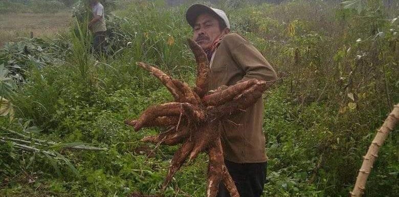 Jeritan Petani Singkong di Lamteng, Harga Anjlok Refaksi Tinggi
