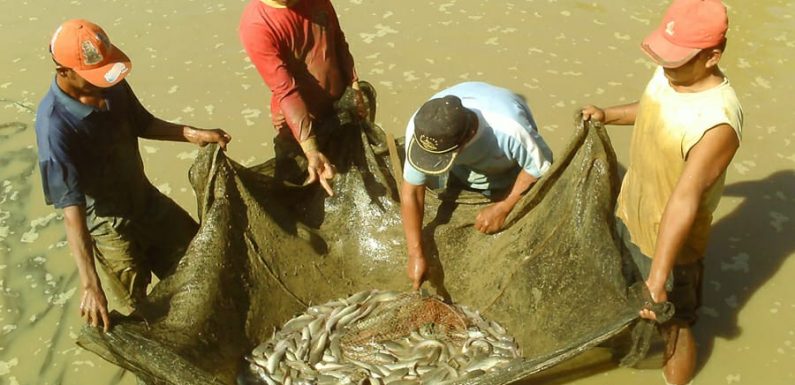 Kecamatan Kalirejo Harga Ikan Air Tawar Stabil
