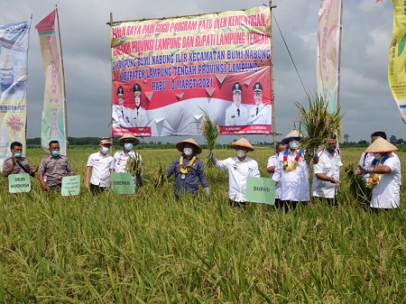 Bupati Musa Ahmad Panen Raya Padi Gogo di Buminabung