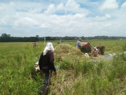 Harga Gabah di Harapanrejo Anjlok, Petani Mengeluh