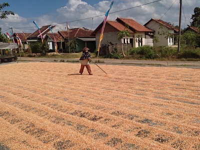 Harga Jagung di Seputihagung Merangkak Naik