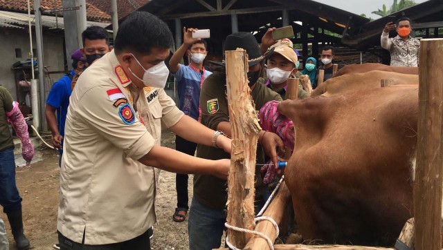 10 Kecamatan di Lamteng Kembangkan Sapi Belgian Blue