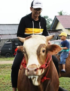 Bersama Para Peternak, Waka I DPRD Lamteng Gulirkan Event Nunggang Sapi