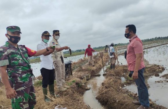 Gropyokan 14 Kampung, Basmi 10.203 Hama Tikus