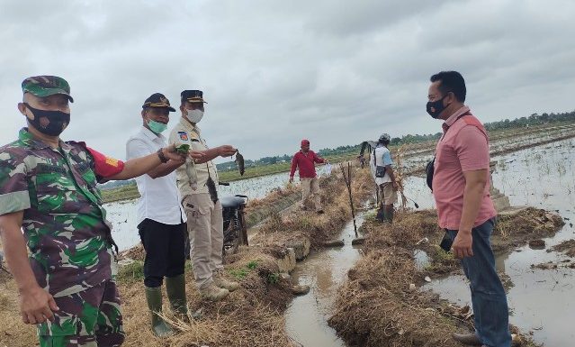 Gropyokan 14 Kampung, Basmi 10.203 Hama Tikus