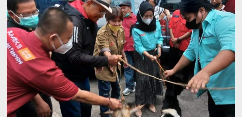 Lomba Grup Disway, Dahlan Iskan Beri Hadiah Kambing untuk Sumeks.co