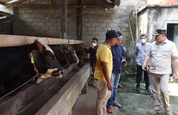 Antisipasi PMK di Lamteng, Bupati Musa Gerak Cepat Beri Penyuluhan ke Petani Ternak Sapi di Seputihagung