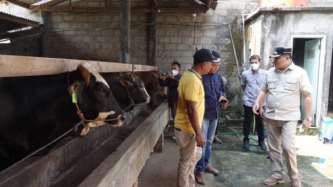Antisipasi PMK di Lamteng, Bupati Musa Gerak Cepat Beri Penyuluhan ke Petani Ternak Sapi di Seputihagung