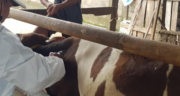 Tambahan 15 Ribu Dosis Vaksin PMK untuk Lamteng Mulai Disuntikkan