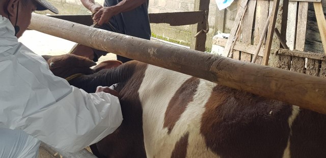 Tambahan 15 Ribu Dosis Vaksin PMK untuk Lamteng Mulai Disuntikkan