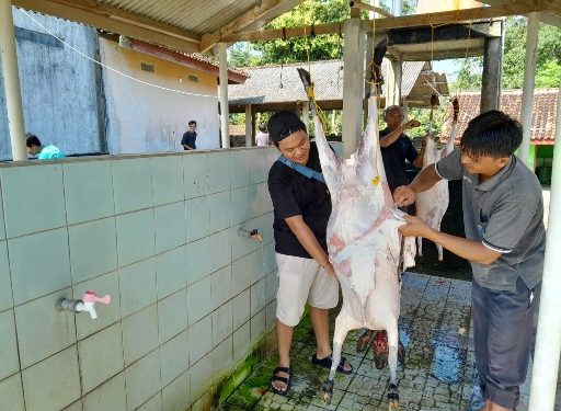 Idul Adha, SMAN 1 Seputihmataram Sembelih 3 Ekor Kambing