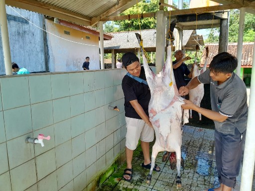 Idul Adha, SMAN 1 Seputihmataram Sembelih 3 Ekor Kambing