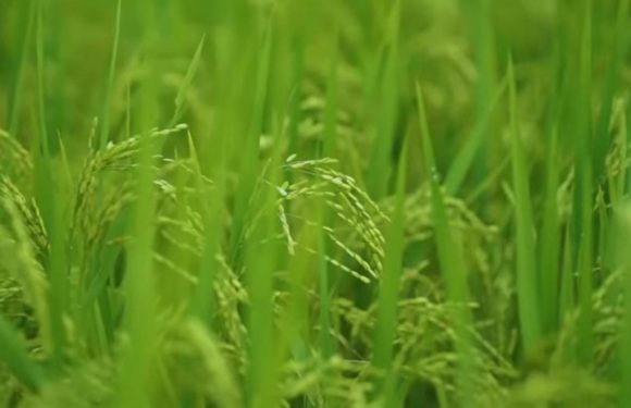 Di Tengah El Nino Petani Padi Lampung Tengah Gembira, Hal Ini Penyebabnya