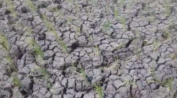 Dampak El Nino, Ini yang Dilakukan Petani Lampung Tengah Manfaatkan Lahan Sawah Kering
