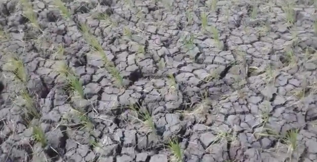 Dampak El Nino, Ini yang Dilakukan Petani Lampung Tengah Manfaatkan Lahan Sawah Kering