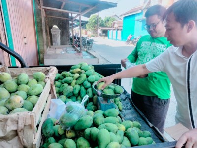 Kemarau, Omzet Penjual Buah Mangga di Bandarjaya Meningkat