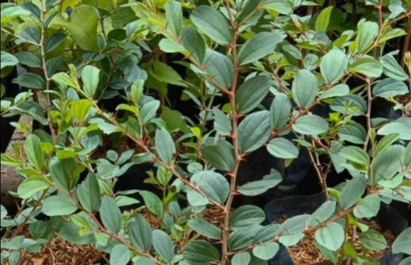 Daun Satu Ini Paling Dibenci Setan dari Golongan Jin, Ayo Tanam Sekarang Juga