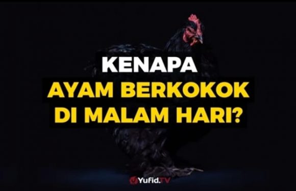 Belum Banyak yang Tahu Makna Kokok Ayam Malam Hari, Begini Penjelasan Ustadz