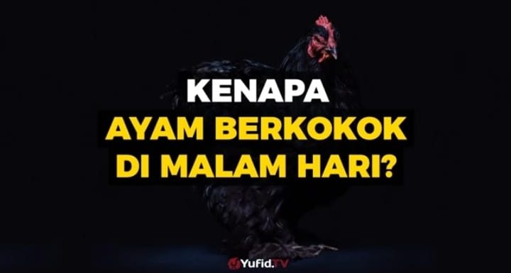 Belum Banyak yang Tahu Makna Kokok Ayam Malam Hari, Begini Penjelasan Ustadz