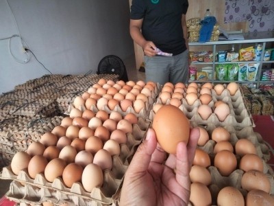 Tidak Hanya Beras, Harga Telur juga Kembali Naik di Bandarjaya