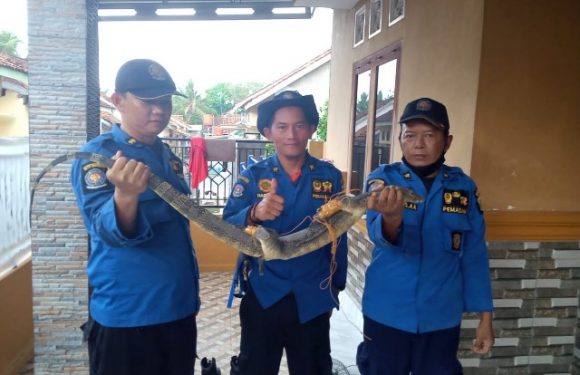 Gerak Cepat Personil Damkarmat Lamteng Evakuasi Seekor Biawak Dari Atas Plafon Rumah Warga