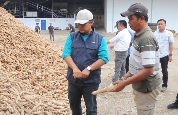 Hasil Rapat Bersama Antara Wabup dan Pengusaha, Akhirnya Harga Singkong di Lamteng Naik