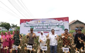 Wujud Sinergi Mendukung Ketahanan Pangan Nasional, Polres Lamteng Gelar Panen Raya Jagung Kuartel III