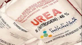 Harga Singkong Murah, Serapan Pupuk Subsidi di Lamteng Rendah