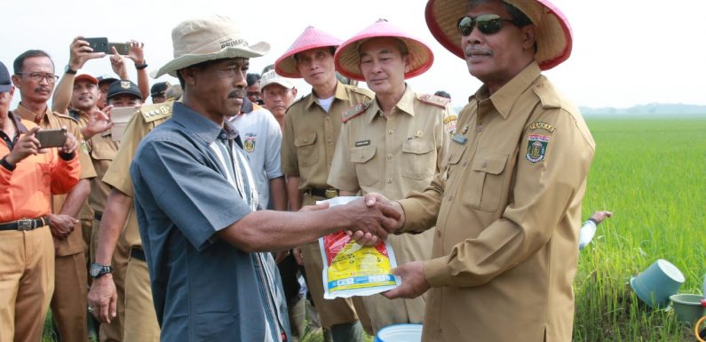 Tinjau Sawah Gagal Panen, Bupati Loekman Beri Bantuan Obat