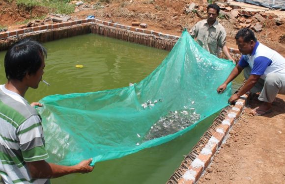 Permintaan Ikan Gurame Konsumsi Tinggi  Produksi Rendah