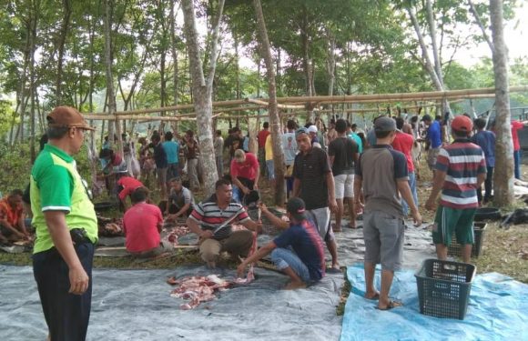 Muhammadiyah Ranting Buminabung Timur Sembelih 4 Sapi dan 49 Kambing