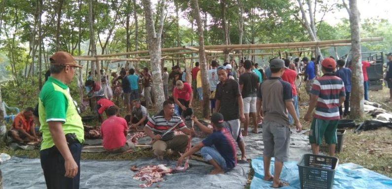 Muhammadiyah Ranting Buminabung Timur Sembelih 4 Sapi dan 49 Kambing
