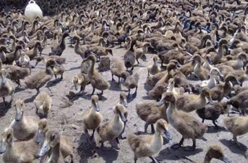 Takut Cemari Lingkungan, Warga Adipuro Tolak Rencana Peternakan Bebek
