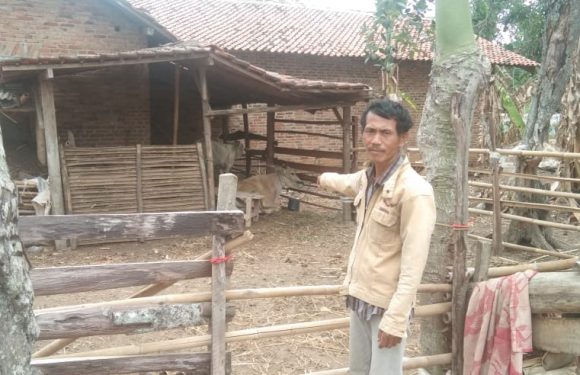 Empat Ekor Sapi Warga Fajarasri Digondol Maling
