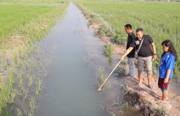 Mandi di Irigasi, Bocah 12 Tahun di Seputihsurabaya Tewas Tenggelam