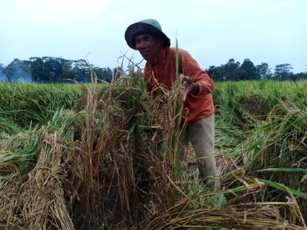 Hama Wereng Serang Puluhan Ha Sawah di Variaagung