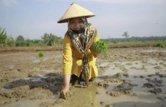 Ikut Tanam Padi, Petani; Nessy Mustafa Calon Bupati Lamteng yang Merakyat