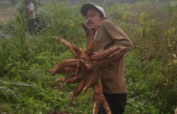 Jeritan Petani Singkong di Lamteng, Harga Anjlok Refaksi Tinggi