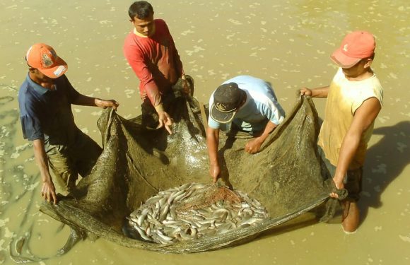 Kecamatan Kalirejo Harga Ikan Air Tawar Stabil