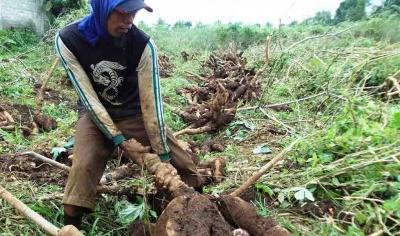 Tertekan Pandemi Covid-19, Harga Jual Singkong Bertahan Rendah