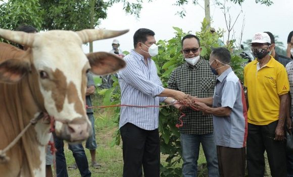 Bayar Tunai Janji Saat Kampanye, Musa-Dito Serahkan Sapi untuk Warga Karangendah