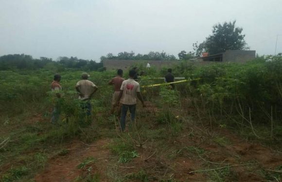 Tengkorak Manusia Ditemukan Warga Terbanggibesar di Kebun Singkong