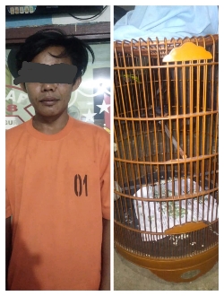 Tekab 308 Presisi Polsek Punggur Ungkap Percobaan Pencurian Burung Murai Batu